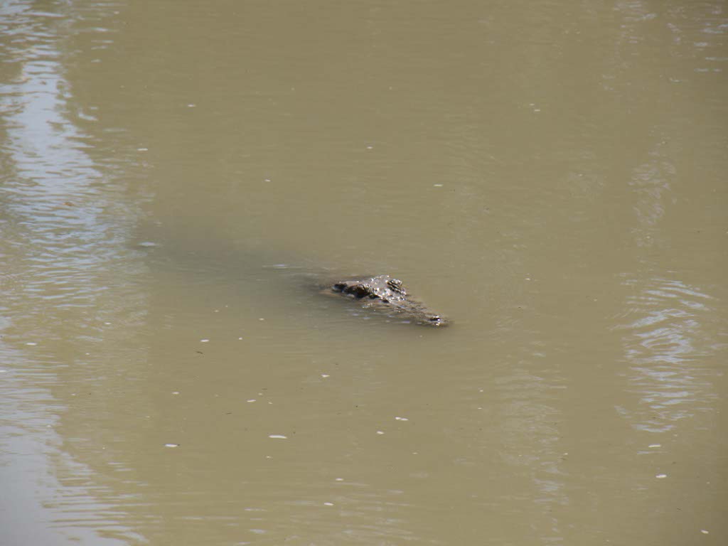 Crocodile Dundee strikes again