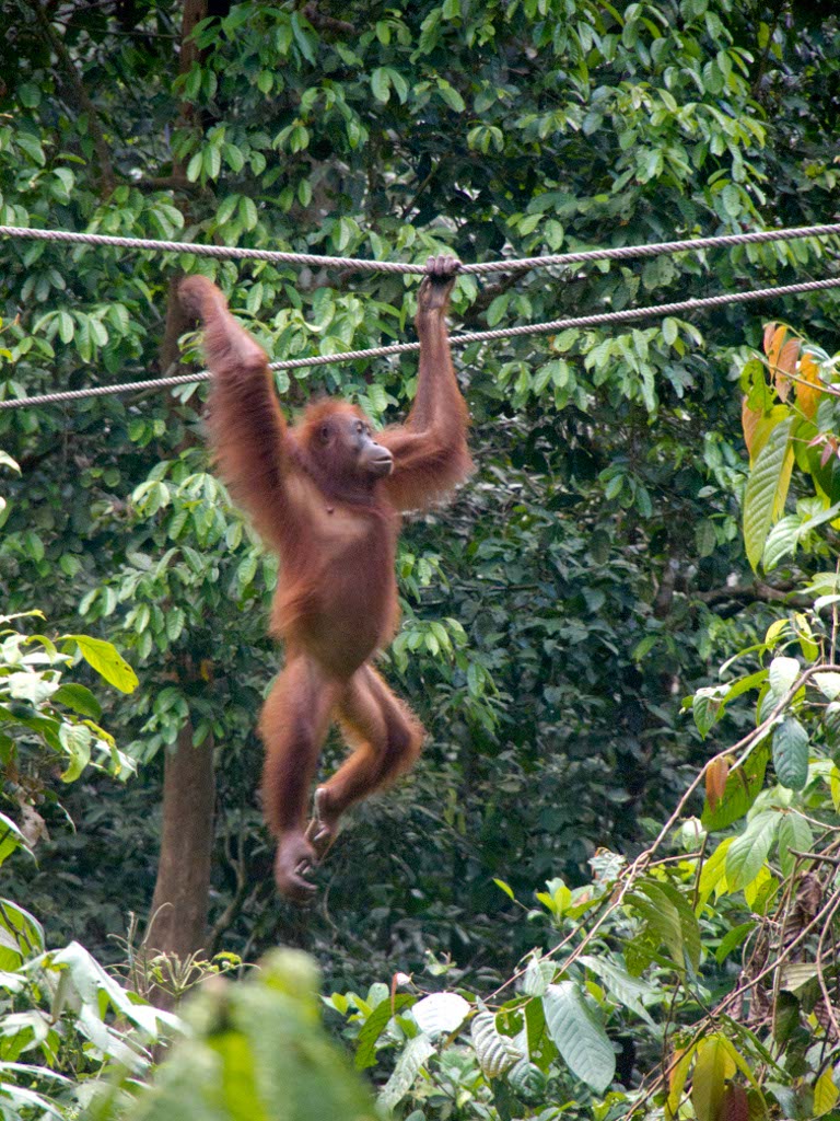 Sepilok