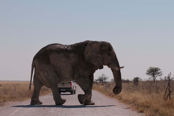 Narrige officials naar Etosha en over een waterplaats.