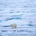 20220813_In the pack ice Polar Bear