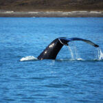 20220822_Humpback Whale