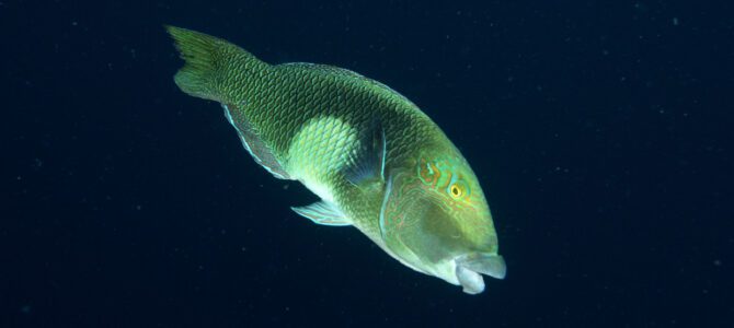 2017 Indonesië – Bunaken en Manado