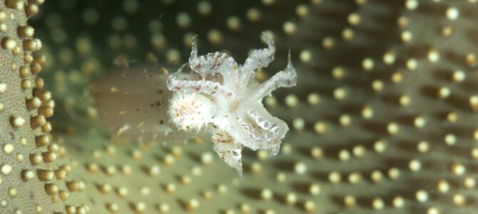 2024 Indonesië – Raja Ampat