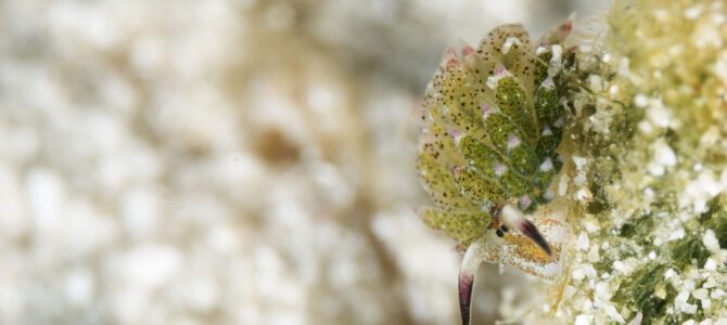2022 Indonesië – Bunaken, Bangka en Lembeh